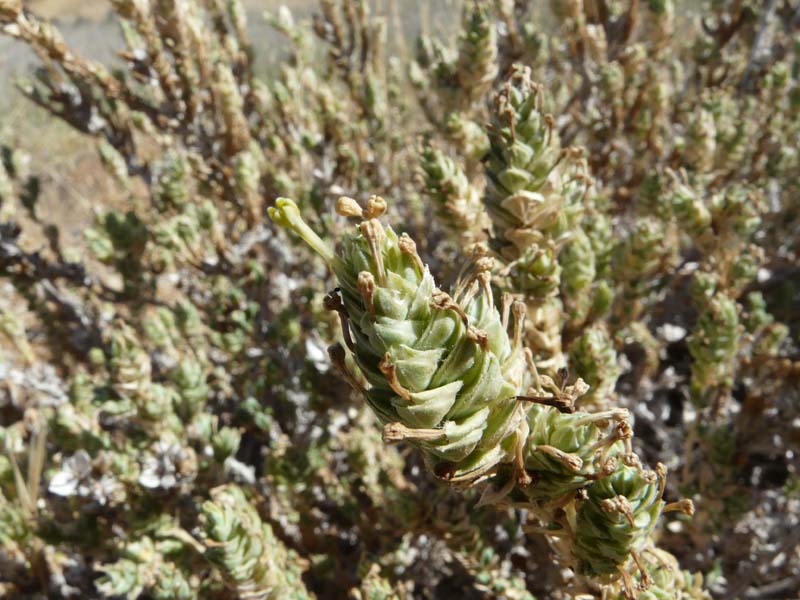 Crucianella maritima